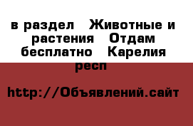  в раздел : Животные и растения » Отдам бесплатно . Карелия респ.